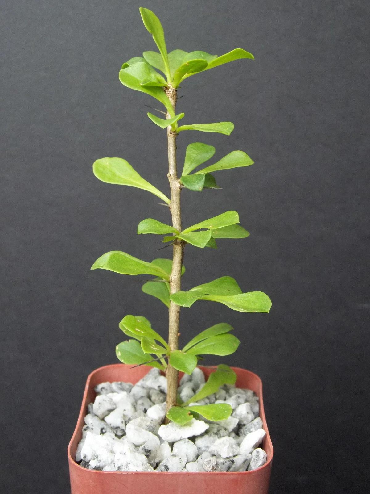 Pereskia portulacifolia – Rare Caudex Cactus Starter Plant, 2-Inch