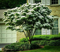 White Kousa Dogwood Tree Cuttings – 3 Unrooted Cornus kousa Cuttings for Propagation