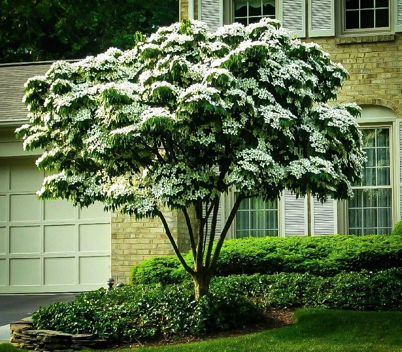 White Kousa Dogwood Tree Cuttings – 3 Unrooted Cornus kousa Cuttings for Propagation