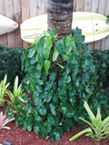Philodendron Burle Marx Cutting – Fresh Unrooted Stem, Easy-To-Root Aroid Starter