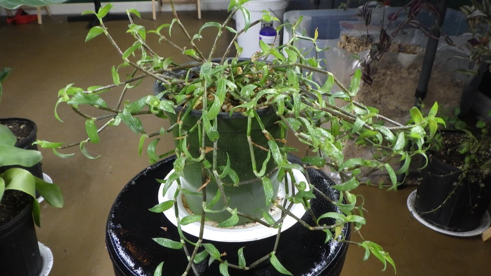 Callisia micrantha Cuttings - Trailing Inch Plant Fresh Stem Cuttings for Rooting