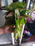Okinawa Purple Sweet Potato Slips – 10 Live Cuttings (Ipomoea batatas) for Garden Growing