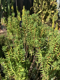 Crassula tetragona Mini Pine Tree Cuttings – 7 Live 5–8