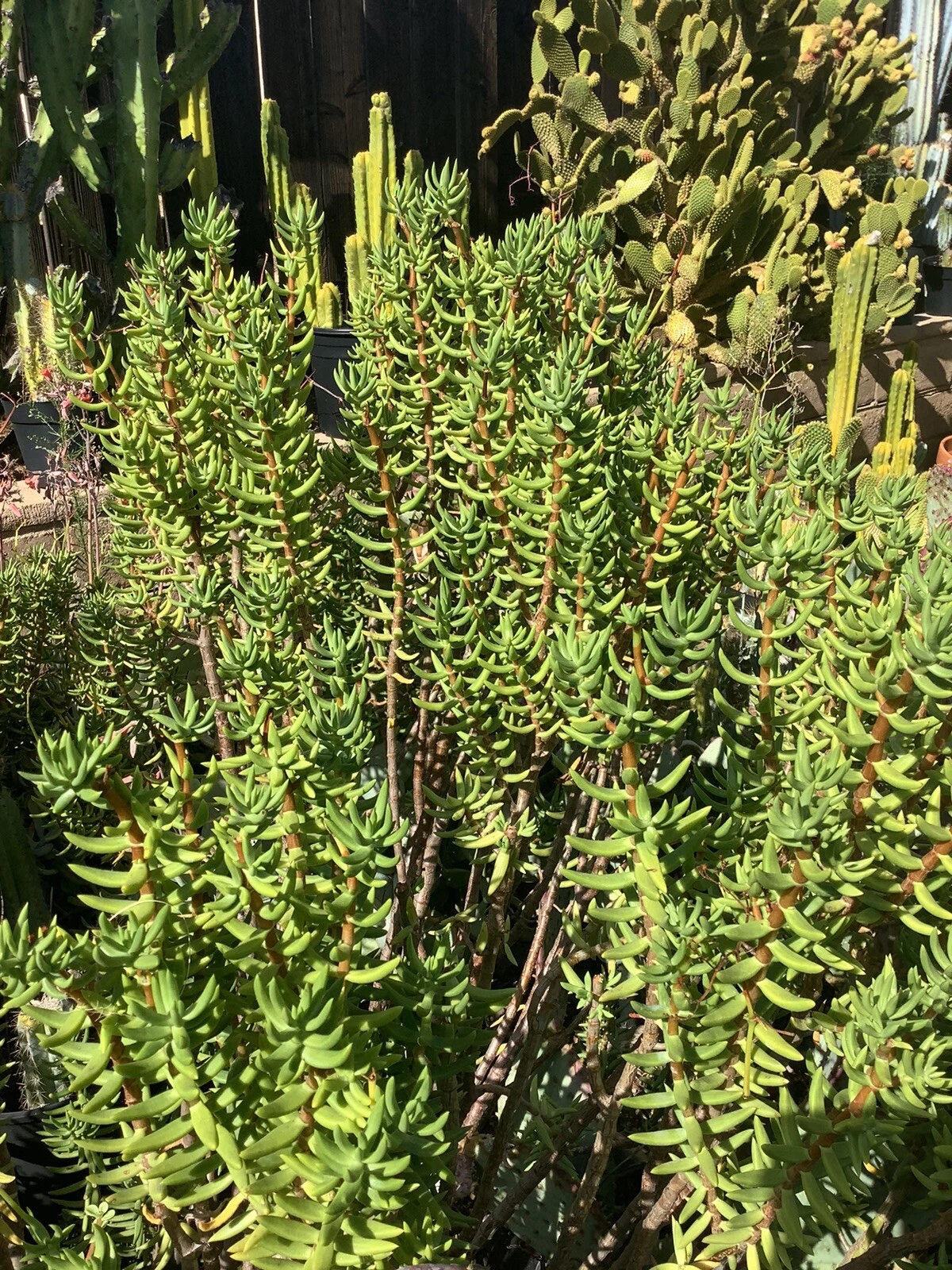Crassula tetragona Mini Pine Tree Cuttings – 7 Live 5–8
