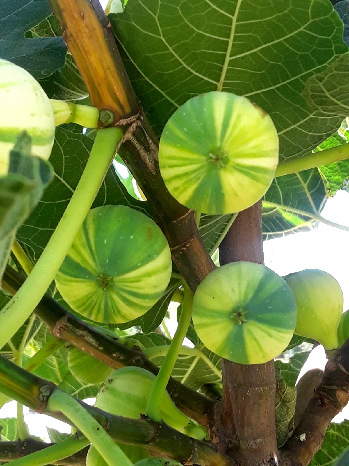 Panaché Fig Cuttings (3 Unrooted) Ficus carica Variegated Tiger Fig for Rooting & Propagation