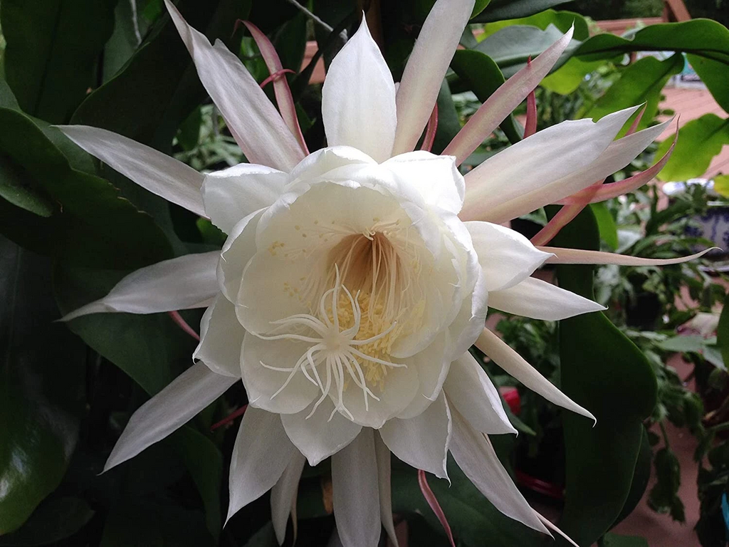 Queen of the Night Epiphyllum oxypetalum Cuttings – 2 Unrooted Stems + Free Gift