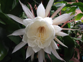 Queen of the Night Epiphyllum oxypetalum Cuttings – 2 Unrooted Stems + Free Gift