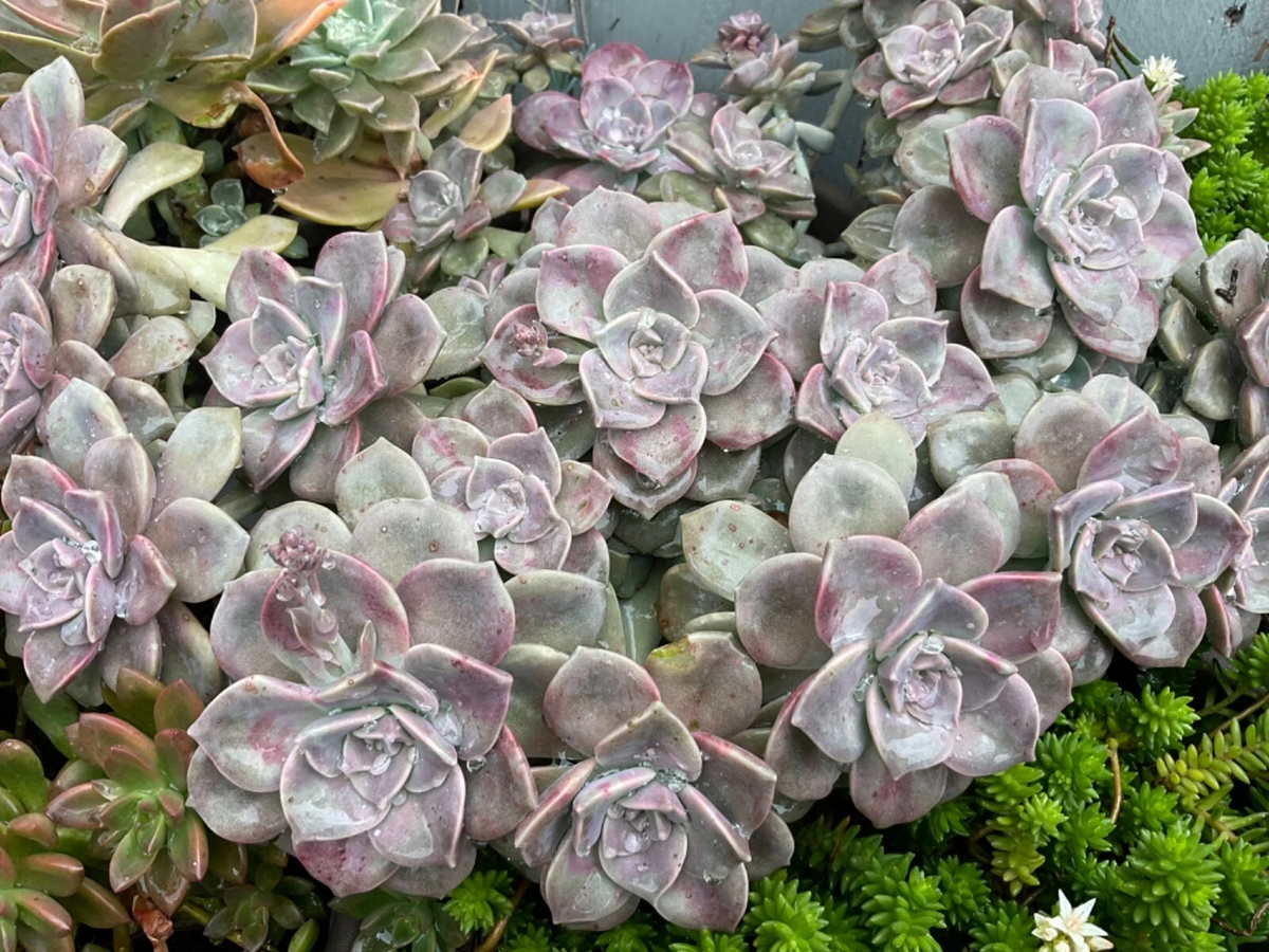Graptopetalum Purple Delight Cuttings – 2 Unrooted Succulent Cuttings, Lavender Rosettes