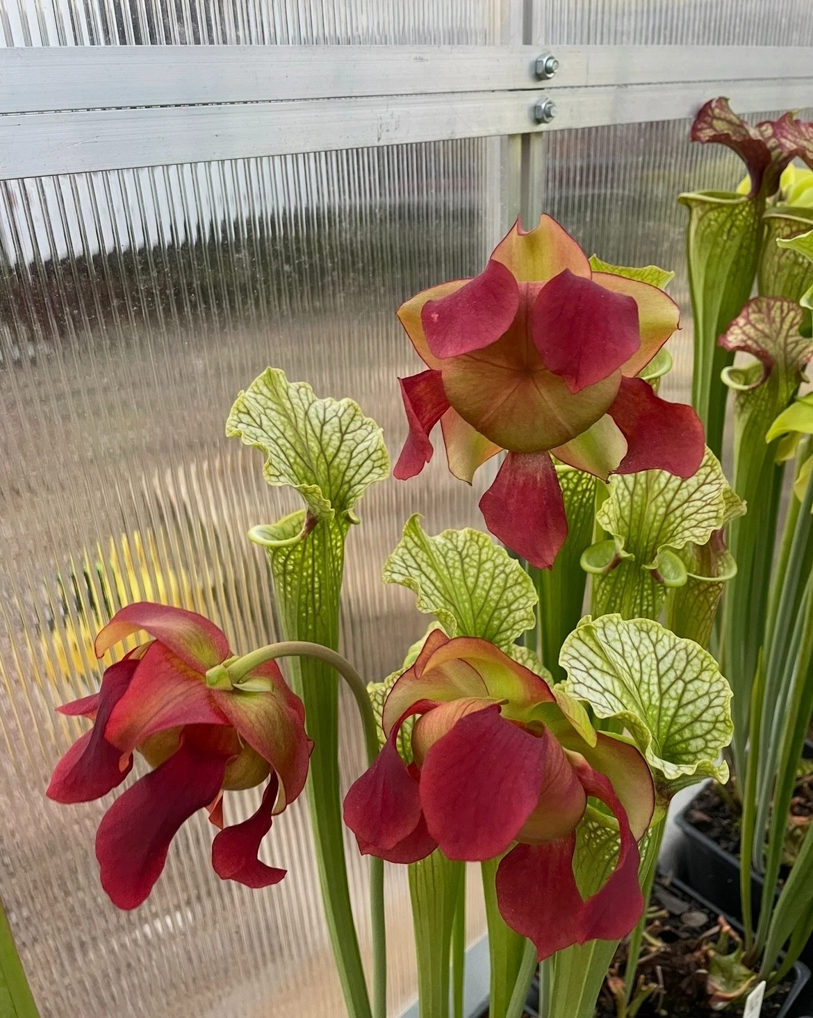Sarracenia Red Velvet Live Plant – Medium Division Pitcher Plant (Ornamental Carnivorous, Fully Established)