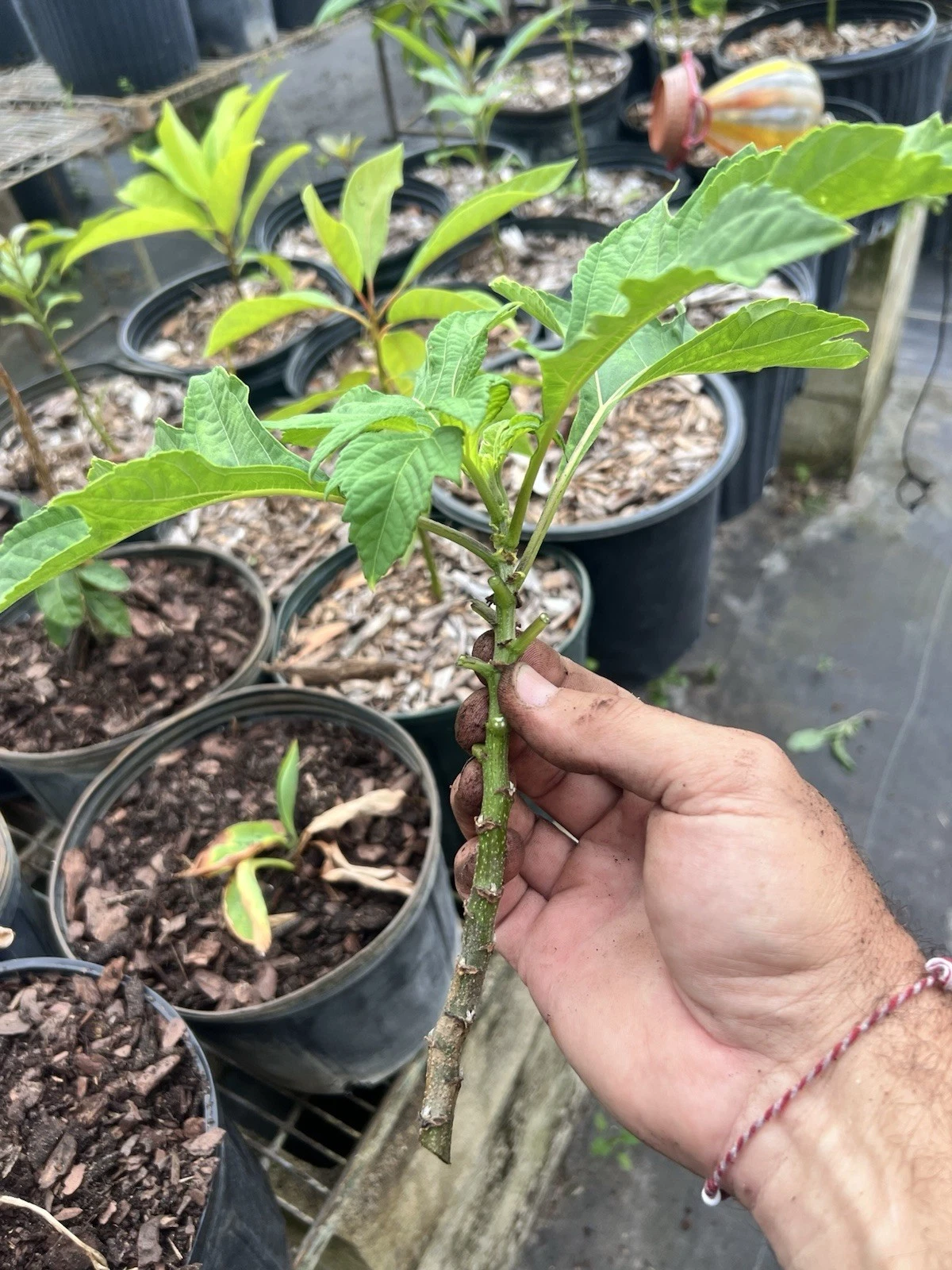 Mexican Sunflower Live Cuttings – 15 Tithonia diversifolia Cuttings, Orange Flowering