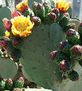 Prickly Pear Cactus Cutting – 1 Unrooted Opuntia Pad for Planting