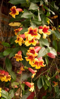 Crossvine Cuttings - 12 Unrooted Bignonia capreolata