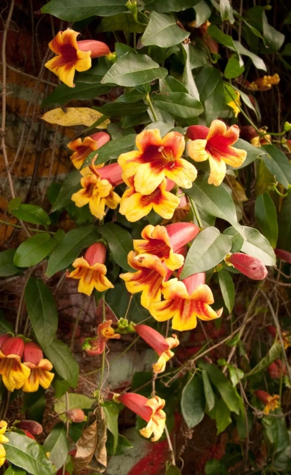 Crossvine Cuttings - 12 Unrooted Bignonia capreolata