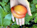 European Plum Cuttings – Prunus domestica | 2 Hardwood Cuttings for Grafting or Propagation