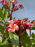 Pink Plumeria Cuttings (Frangipani) - 3 Unrooted 10-Inch Pink Plumeria Cuttings
