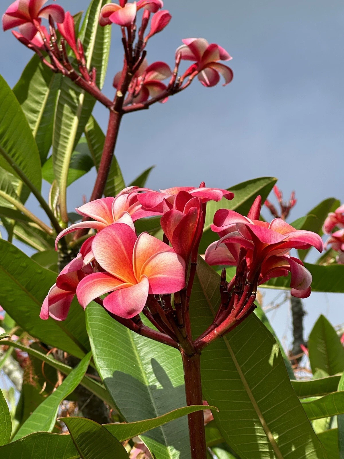 Pink Plumeria Cuttings (Frangipani) - 3 Unrooted 10-Inch Pink Plumeria Cuttings