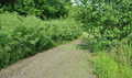 Austree Hybrid Willow Cuttings (Salix) – Unrooted, Fast-Growing Privacy Hedge Starter