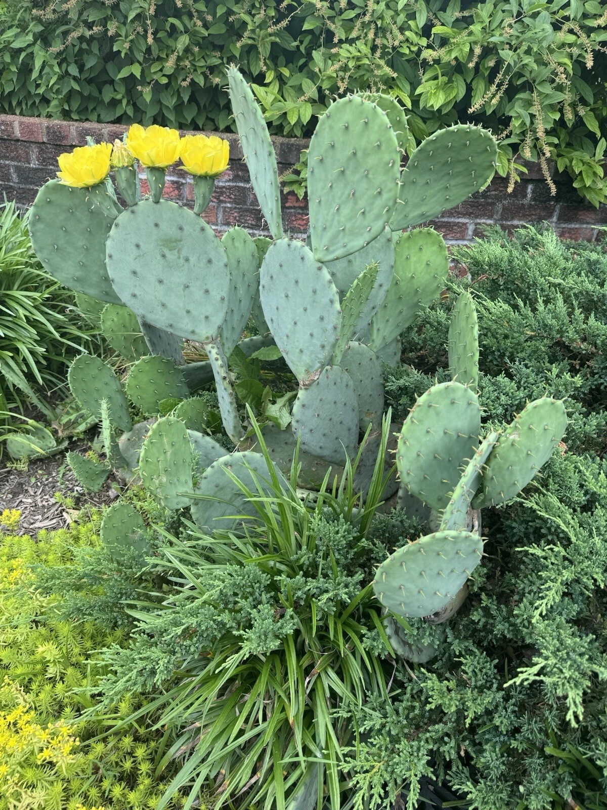 Opuntia humifusa Pads – 2 lbs Eastern Prickly Pear Cactus (Unrooted Fresh Pads)