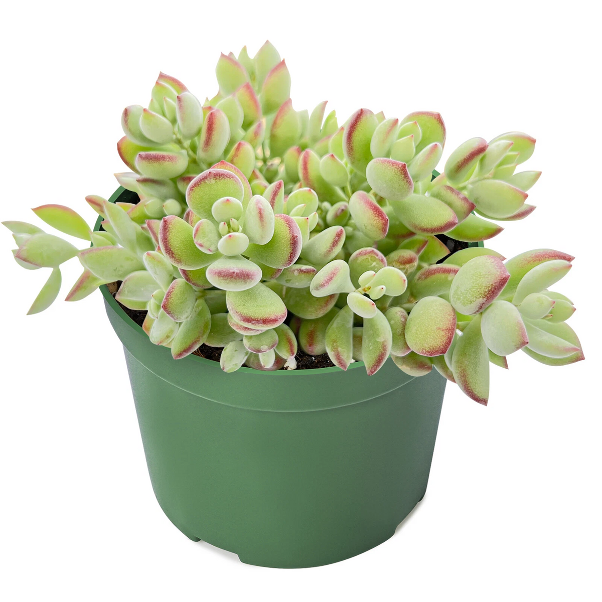 Cotyledon pendens - Rare Trailing Succulent, Rooted in 4" Pot
