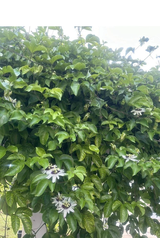 Passiflora edulis Passion Fruit Cuttings – 10 Unrooted 8–10" Pieces