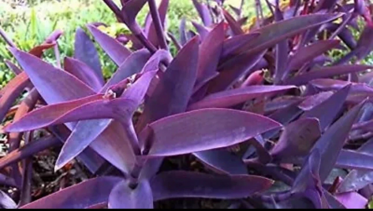 Purple Heart Plant Cuttings – 5 Unrooted Tradescantia Pallida Cuttings