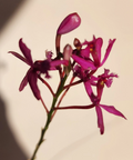 Fire Star Orchid Epidendrum radicans – 1 Rooted Keiki, Purple Lavender Blooms