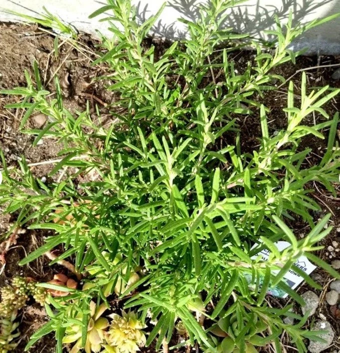 Rosemary Live Cuttings – Salvia rosmarinus, 5 Unrooted Cuttings for Propagation