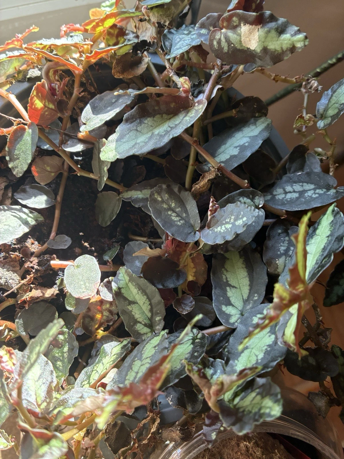 Pellionia repens Polynesian Ivy Watermelon Vine - 1 Live Trailing Houseplant