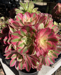Aeonium Pink Witch Live Cutting – 2.5" Rosette Succulent Cutting
