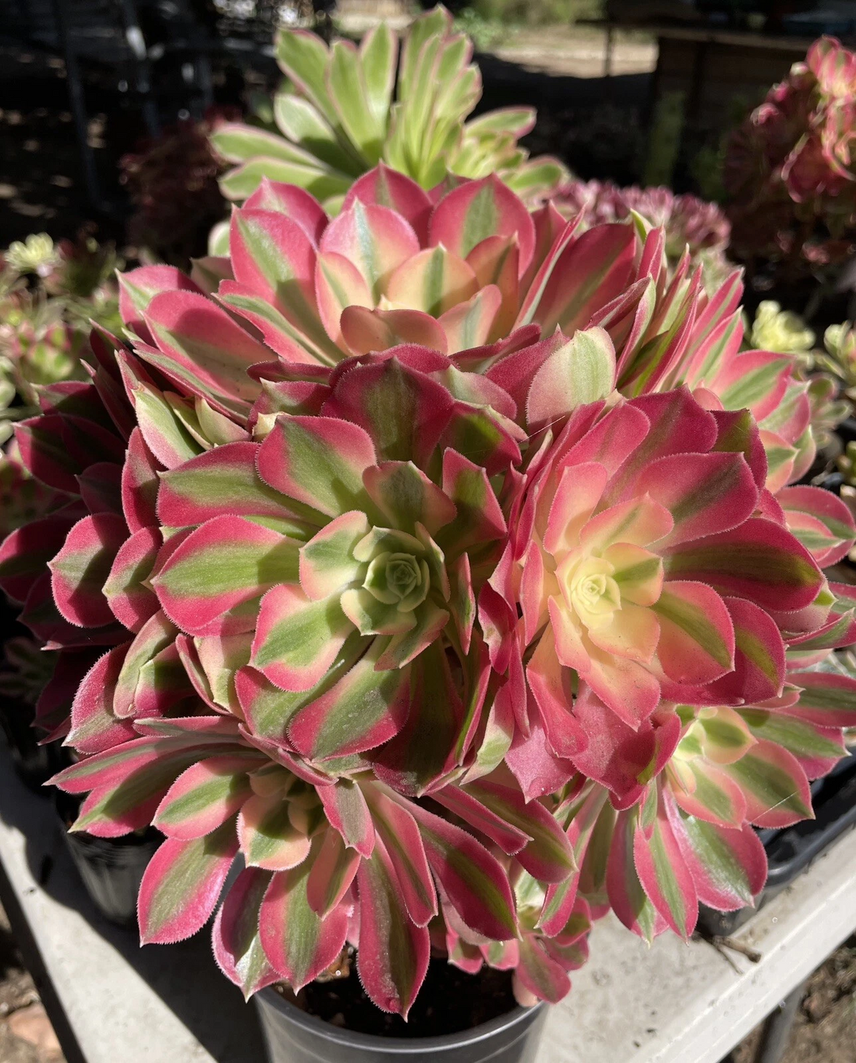 Aeonium Pink Witch Live Cutting – 2.5" Rosette Succulent Cutting