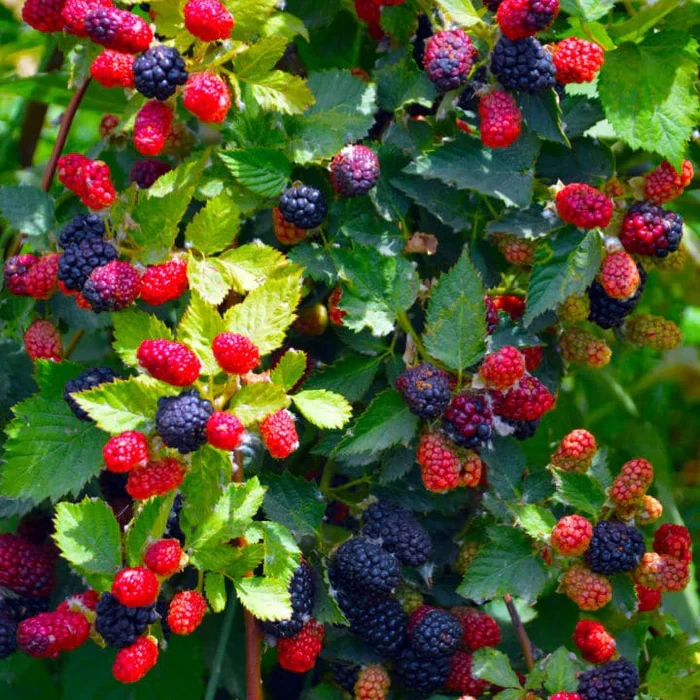 Apache Thornless Blackberry Plant - Live Starter Plug (Rubus fruticosus) 5–9