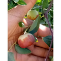 Chico Jujube Tree Cuttings – 2 Fresh 8