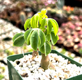 Adenia glauca - Rare Caudex-Succulent Climbing Plant in 3.5" Pot