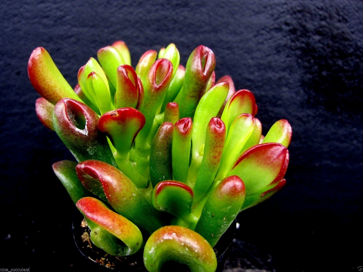 Ogre Ears Jade Plant Cutting (Crassula ovata ‘Ogre Ears’) – Unrooted Live Cutting with Red-Tipped Tubular Leaves