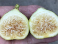 White Marseilles Fig Cutting (Ficus carica) – Unrooted Hardwood Cutting, 8+ in, 3+ Nodes
