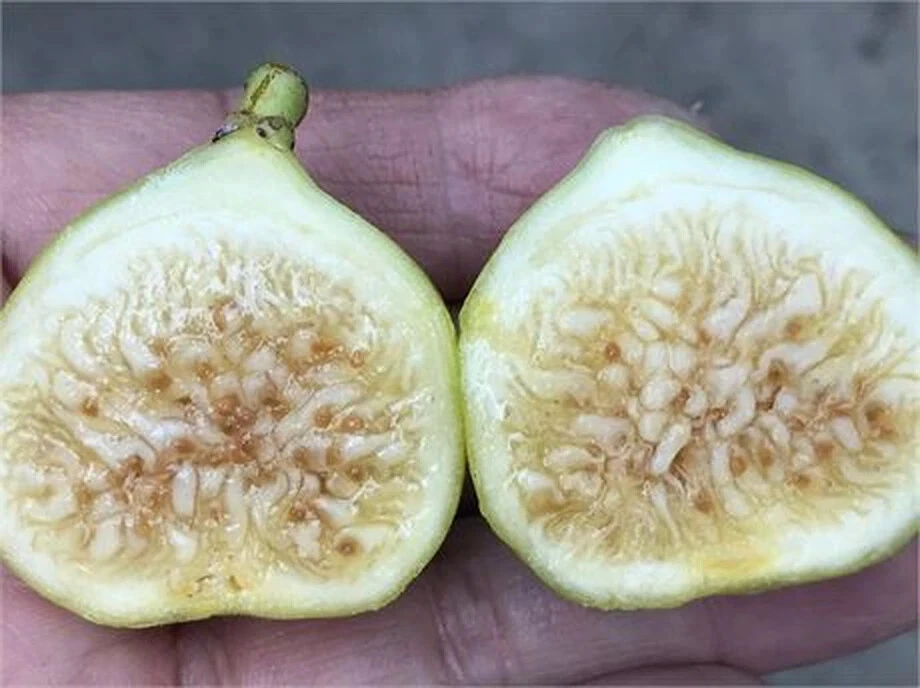 White Marseilles Fig Cutting (Ficus carica) – Unrooted Hardwood Cutting, 8+ in, 3+ Nodes