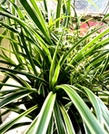 Reverse Spider Plant Cuttings – 3 Unrooted Reverse-Pattern Chlorophytum comosum Cuttings, Root-Ready, Green Center with White Edges
