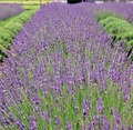 Phenomenal Lavender Live Starter Plant Lavandula × intermedia ‘Phenomenal’