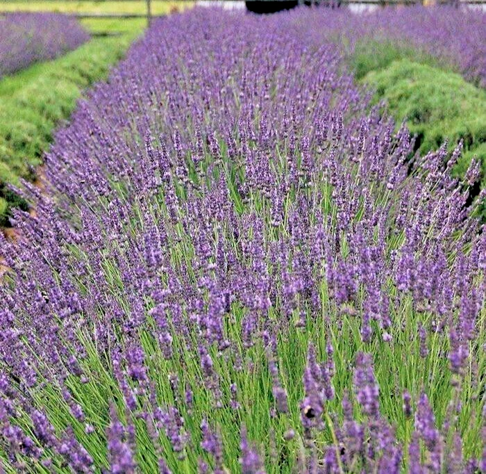 Phenomenal Lavender Live Starter Plant Lavandula × intermedia ‘Phenomenal’