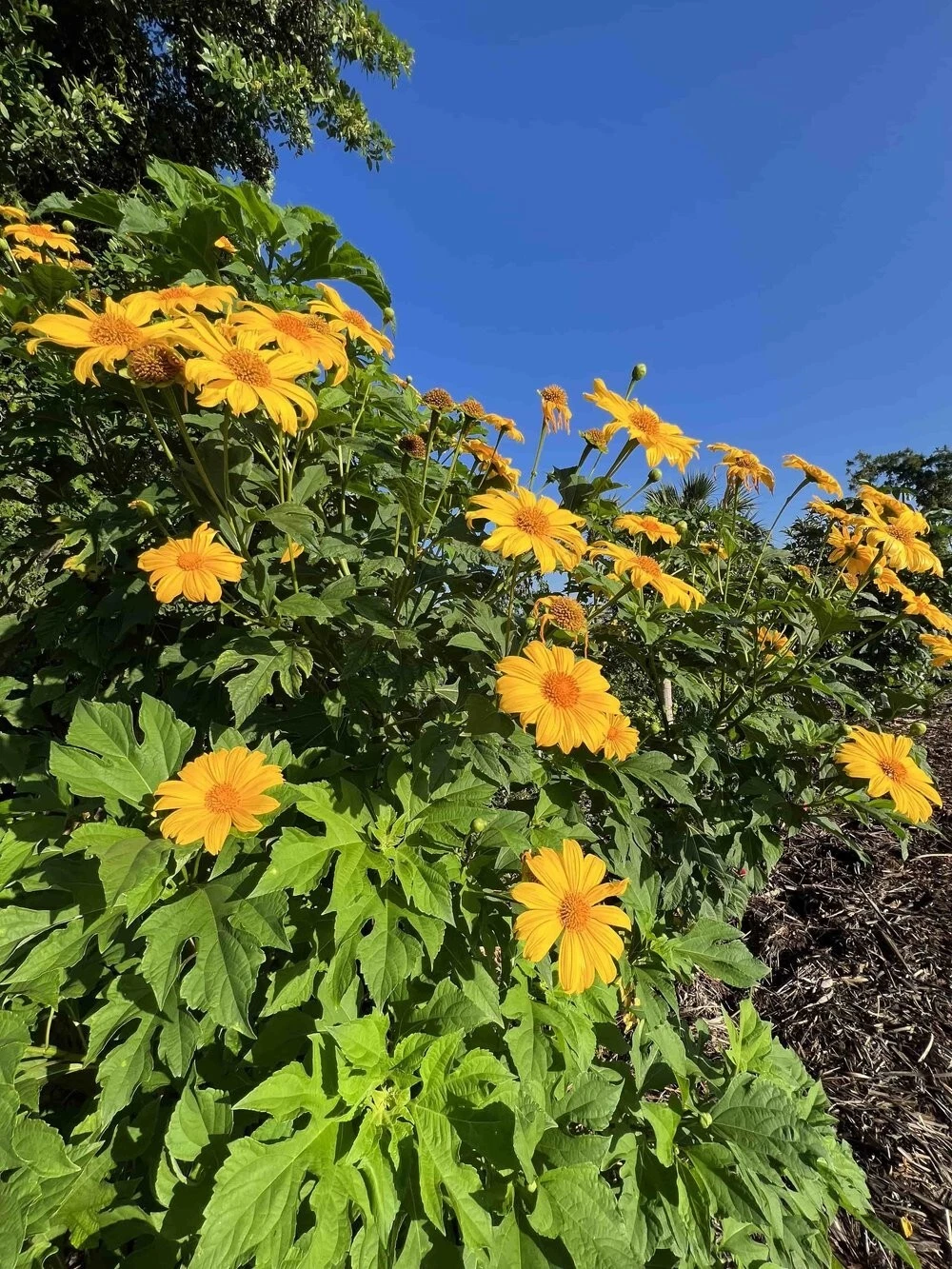 Mexican Sunflower Cuttings (Tithonia diversifolia) – 12 Unrooted Cuttings for Green Fertilizer & Ornamental Flowering