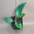 Hoya macrophylla ‘Reverse Pot of Gold’ – Variegated Live Hoya in 4" Pot