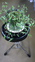 Callisia micrantha Cuttings - Wandering Jew Unrooted Cuttings, Easy Rooting