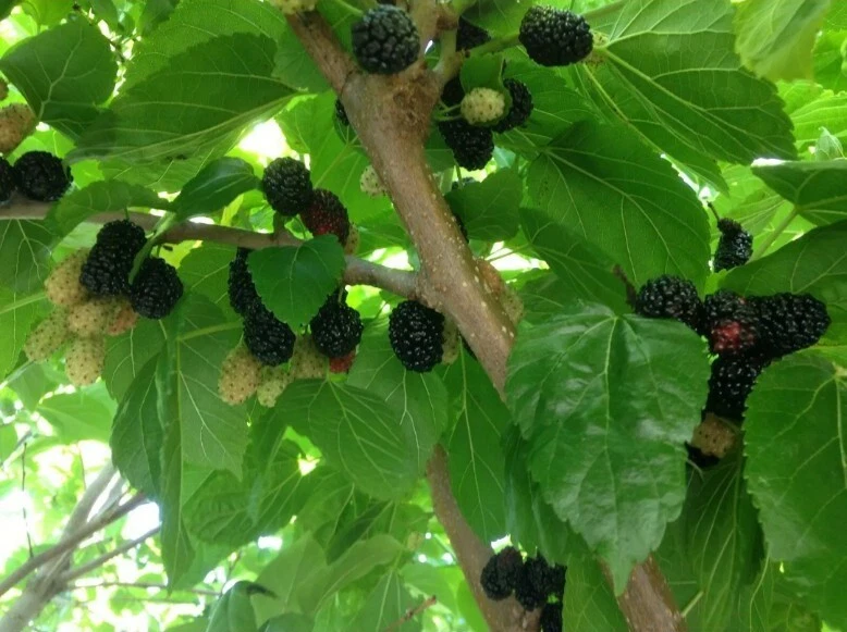 Black Mulberry Shangri-La Cuttings – 10 Unrooted Cuttings, Zone 6 Cold Hardy