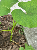 Piper auritum Hoja Santa Live Plant - ~10 inch Mexican Pepperleaf for Planting
