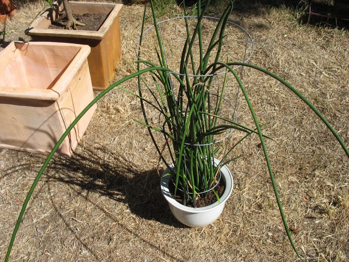 Sansevieria Lancia Cuttings - 3 Rooted Pieces, Rare Snake Plant for Easy Propagation