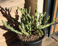 Thornberi Cholla Cactus Cutting – Cylindropuntia acanthocarpa var. thornberi (Unrooted Cutting)