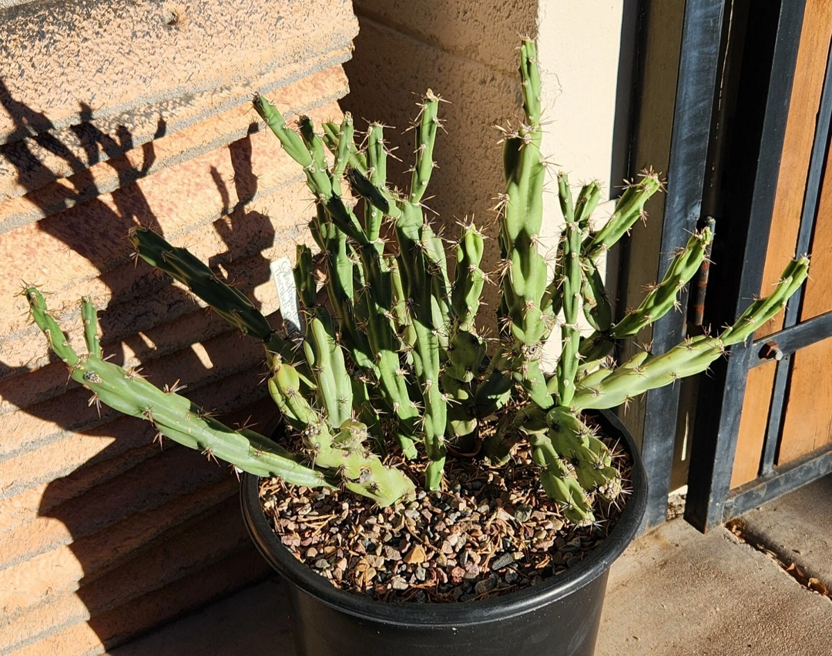 Thornberi Cholla Cactus Cutting – Cylindropuntia acanthocarpa var. thornberi (Unrooted Cutting)