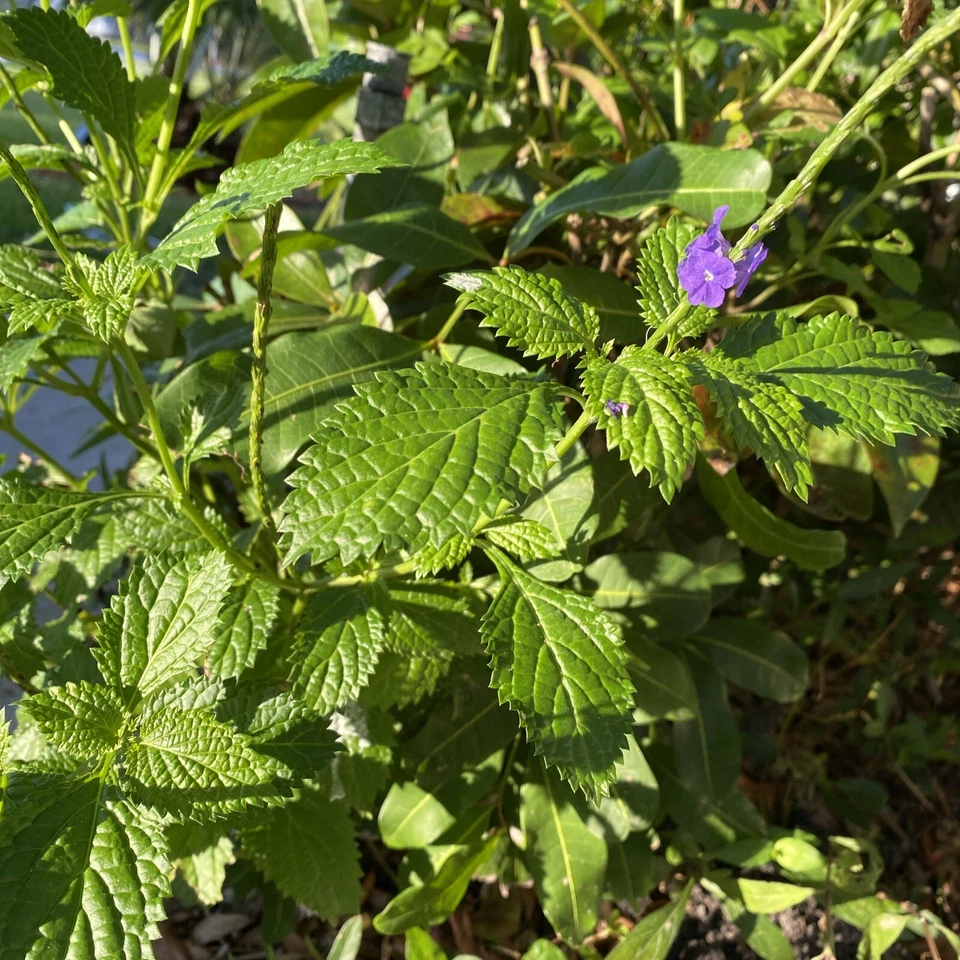 Porterweed Cuttings (Stachytarpheta) – 5 Unrooted 5–7" Fresh Cuttings for Pollinator Garden