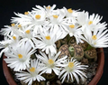 Lithops karasmontana Seeds – Living Stone Pebble Plant, 50 Seeds