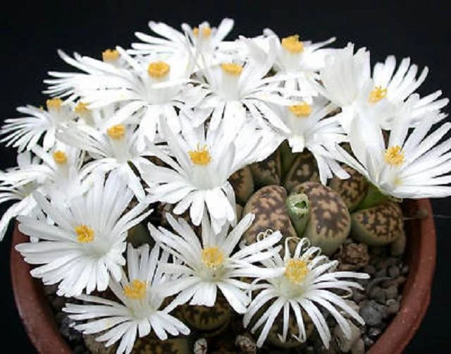 Lithops karasmontana Seeds – Living Stone Pebble Plant, 50 Seeds
